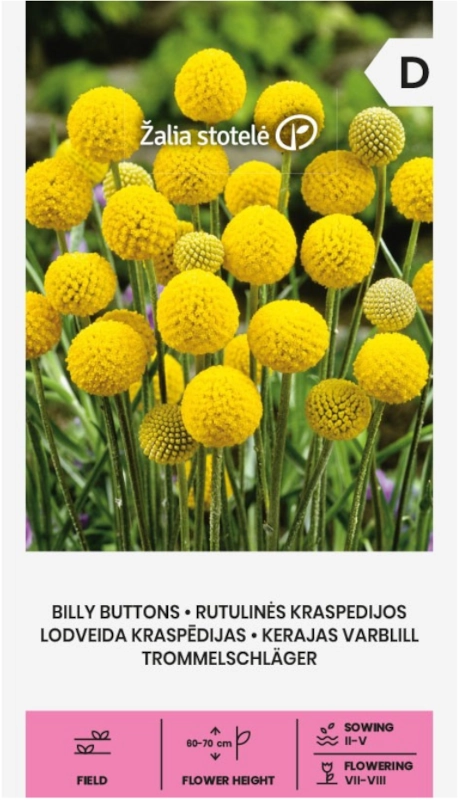 Kraspedia kulista Billy Buttons o kulistych kwiatostanach nasiona Žalia stotelė sklep rajogrodnika